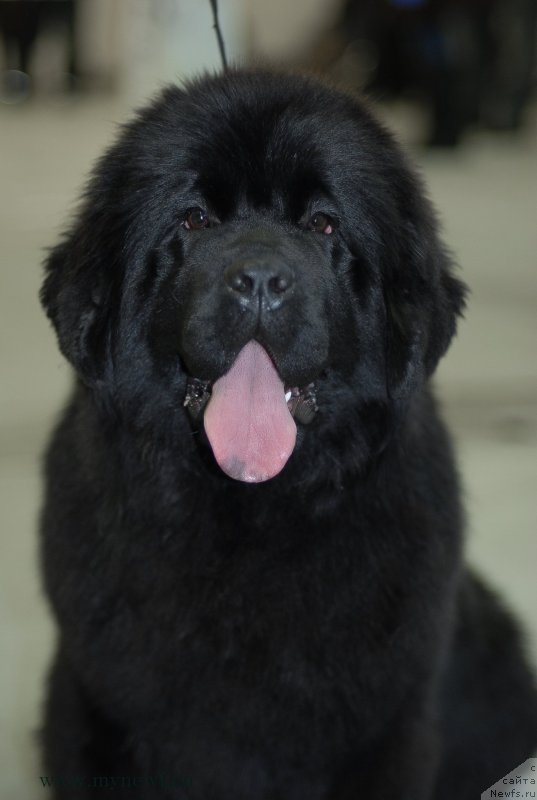 Фото: ньюфаундленд Сент Джонс Жоселин