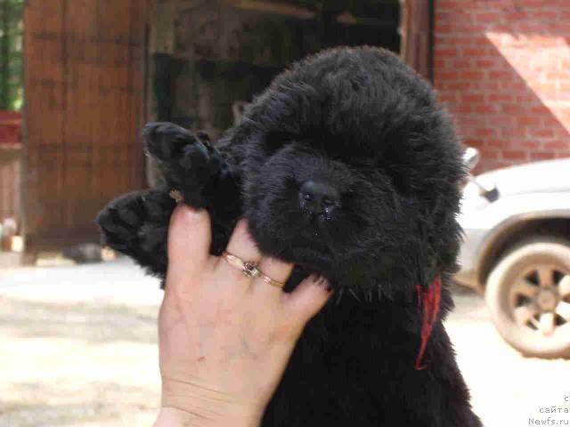 Фото: ньюфаундленд Супер Премиум Голд Кисс (Super Premium Gold Kis)