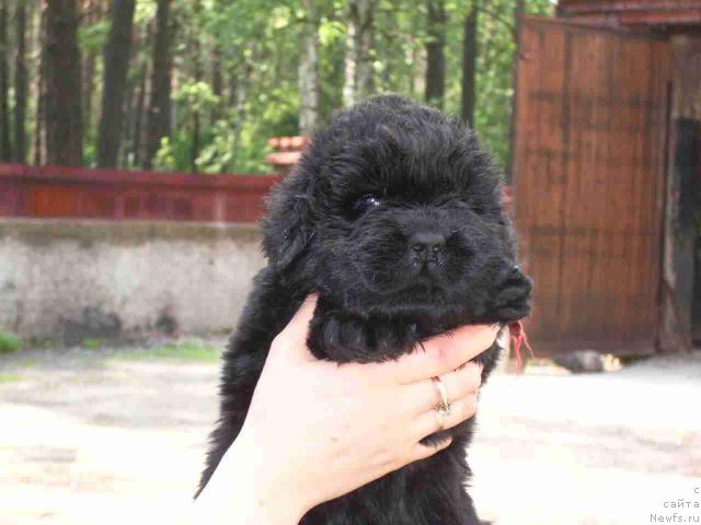 Фото: ньюфаундленд Супер Премиум Голд Кисс (Super Premium Gold Kis)