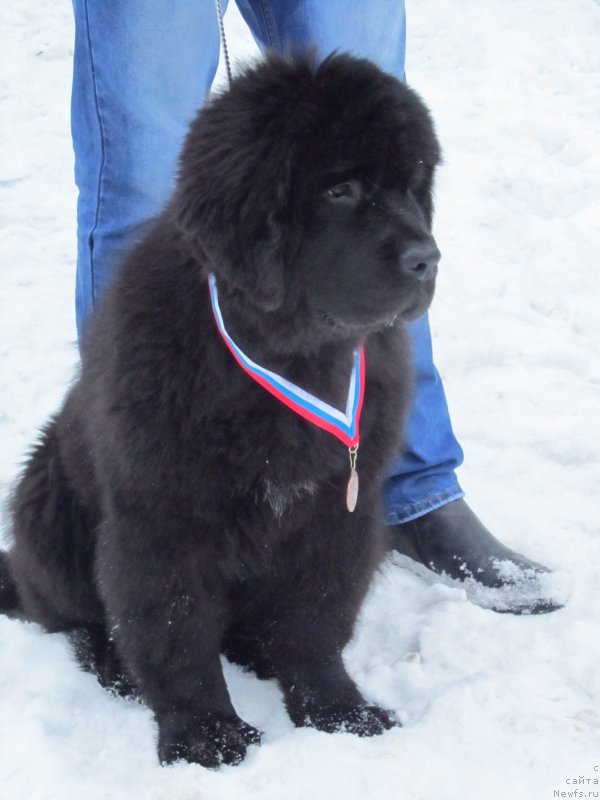 Фото: ньюфаундленд Vivienne Westwood Dinastiya Soverchenstva