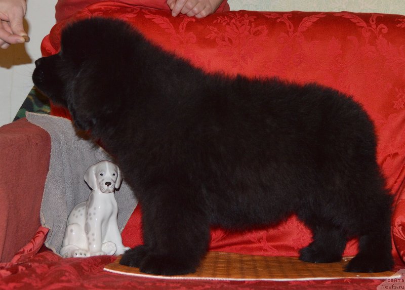 Фото: ньюфаундленд Смигар Уголёк Покоритель Космоса