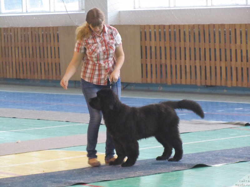 Фото: ньюфаундленд Vivienne Westwood Dinastiya Soverchenstva