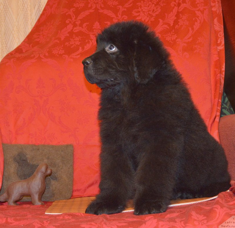 Фото: ньюфаундленд Смигар Ученик Чародея