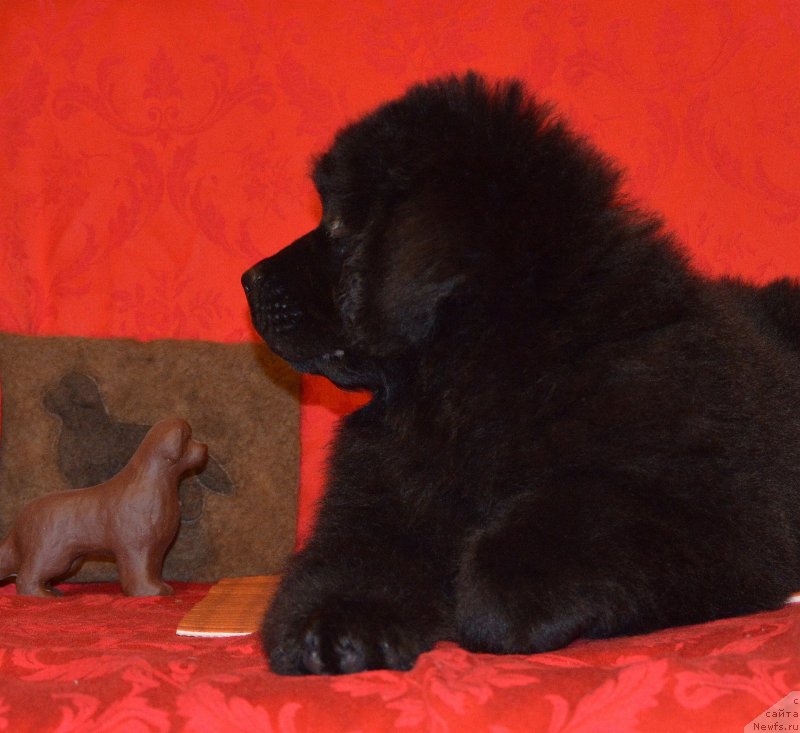 Фото: ньюфаундленд Смигар Ученик Чародея