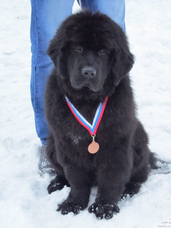 Фото: ньюфаундленд Vivienne Westwood Dinastiya Soverchenstva