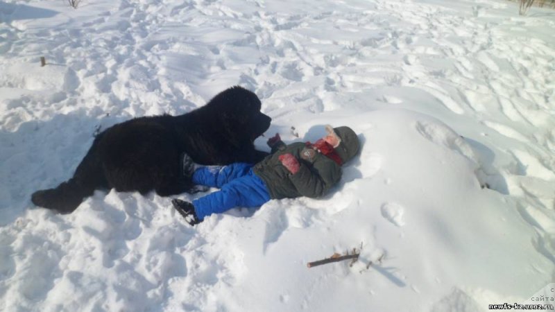 Фото: ньюфаундленд Глянц Оф Кометс