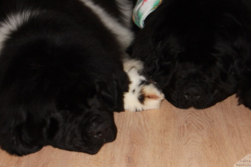 Фотография № 146954