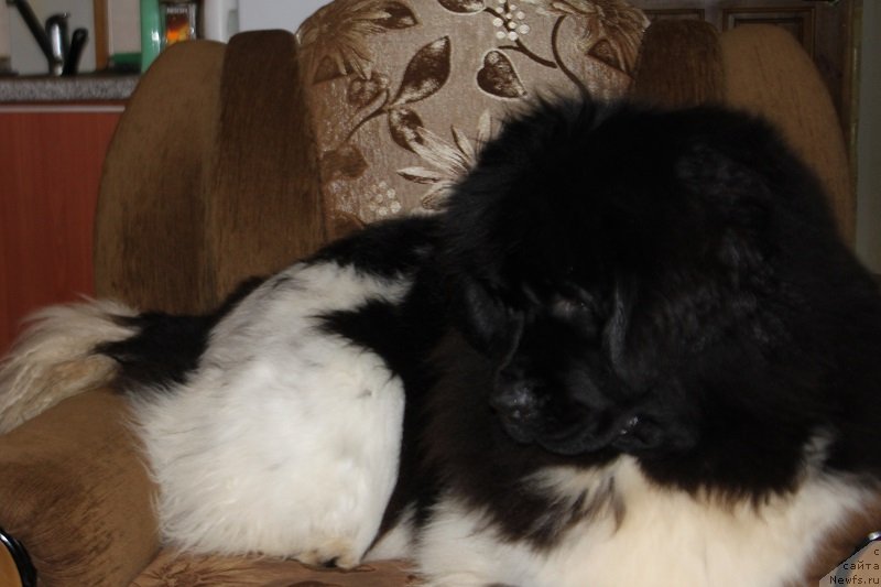 Фотография № 146957