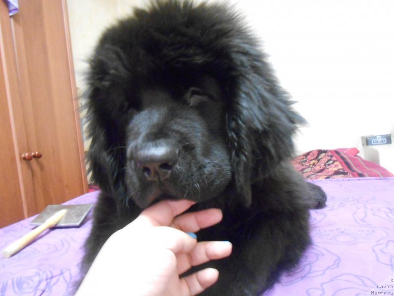 Фото: ньюфаундленд Аквиан Сонг Нострадамус