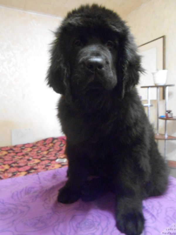 Фото: ньюфаундленд Аквиан Сонг Нострадамус