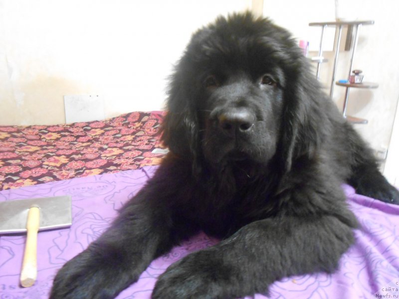 Фото: ньюфаундленд Аквиан Сонг Нострадамус