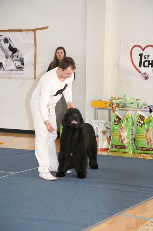 Фото: ньюфаундленд The Most Beautiful Dark New Wave