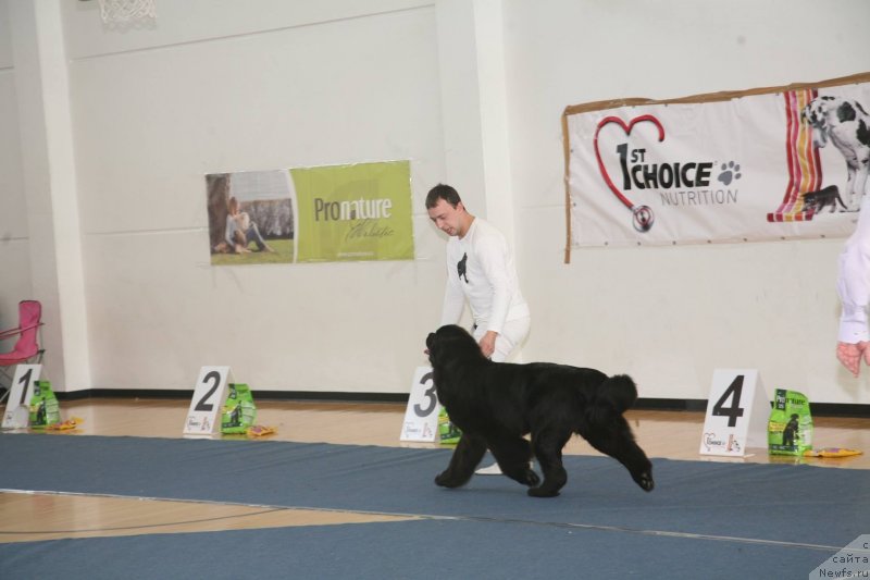 Фото: ньюфаундленд The Most Beautiful Dark New Wave