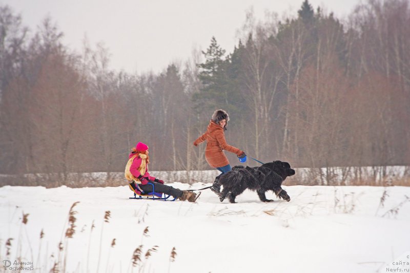 Фото: ньюфаундленд Цезарь Благородный