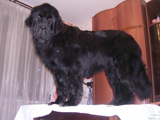 Фото: ньюфаундленд Сангрия