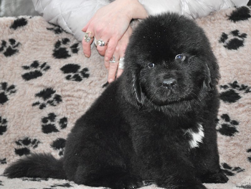 Фото: Бегущая по волнам ФОРБИДДЕН ЛАВ