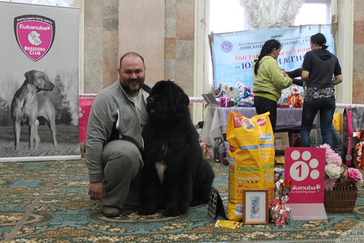 Фото: ньюфаундленд Ценный Кадр с Берега Дона (Tsenny Kadr s Berega Dona), Кирил Ермаков