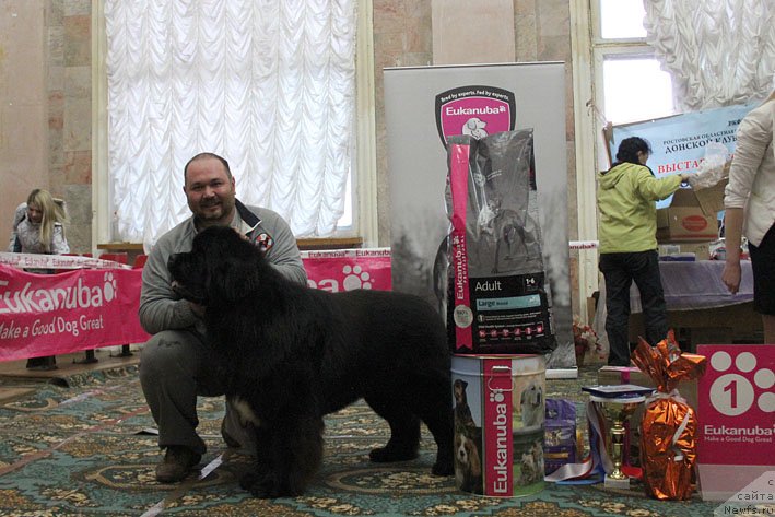 Фото: ньюфаундленд Ценный Кадр с Берега Дона (Tsenny Kadr s Berega Dona), Кирил Ермаков
