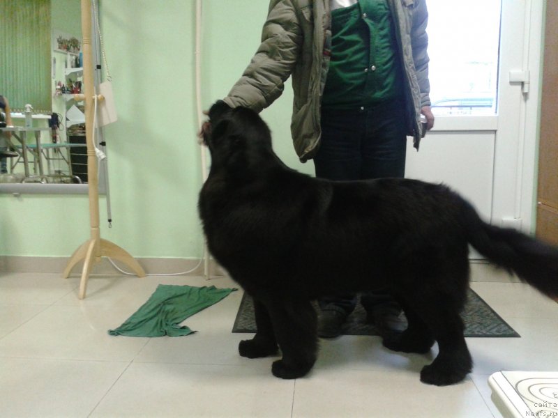 Фото: ньюфаундленд Супер Премиум Мерлин Монро