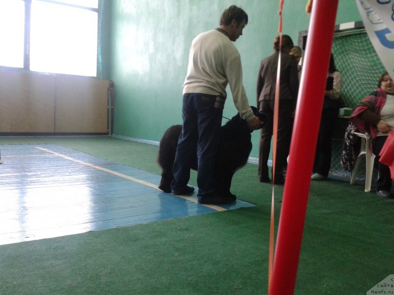 Фото: ньюфаундленд Супер Премиум Мерлин Монро