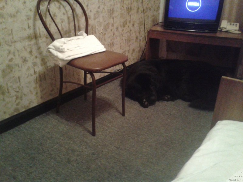 Фото: ньюфаундленд Несси Блэк с  Лесной Заимки