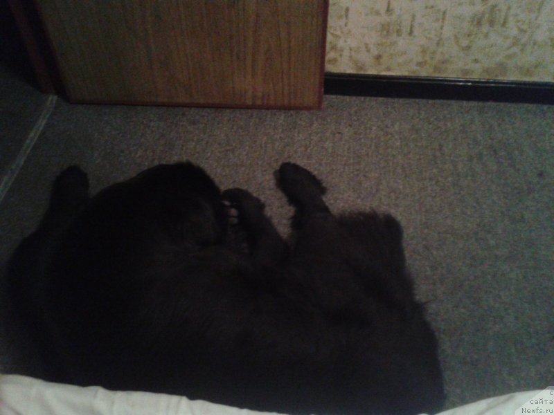 Фото: ньюфаундленд Супер Премиум Мерлин Монро