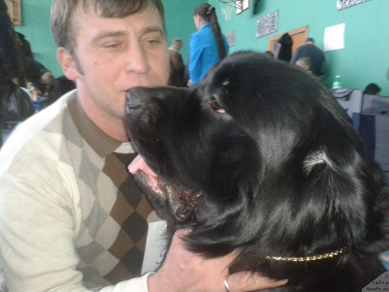 Фото: ньюфаундленд Супер Премиум Мерлин Монро