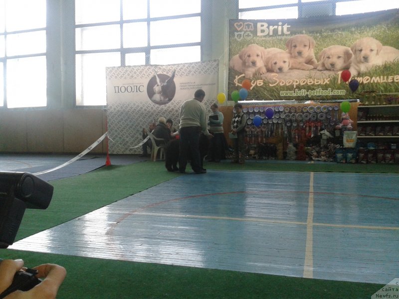 Фото: ньюфаундленд Супер Премиум Мерлин Монро