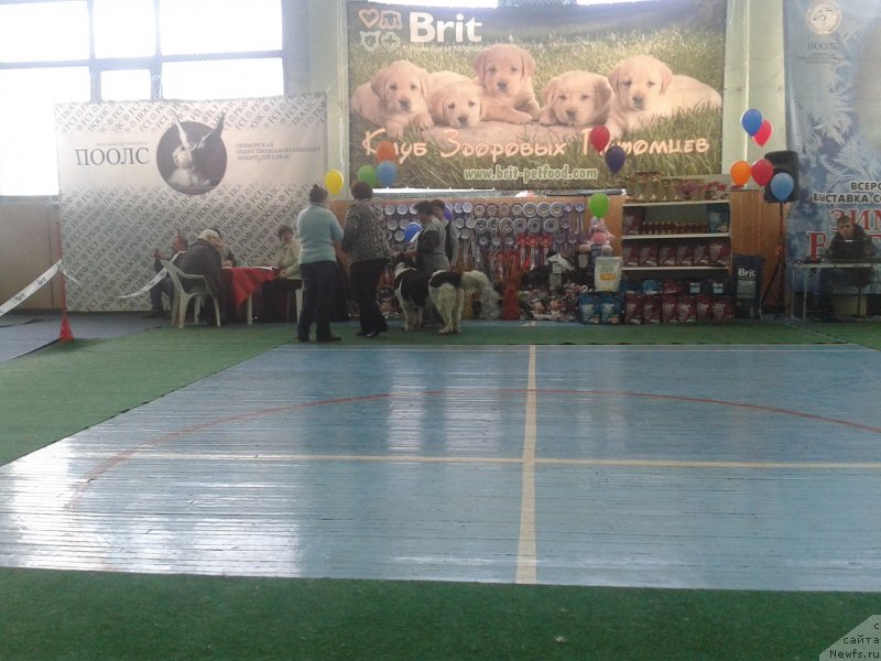 Фото: ньюфаундленд Супер Премиум Литониэль Валланинор (Super Premium Litoniel Vallaninor)