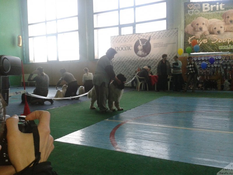 Фото: ньюфаундленд Супер Премиум Литониэль Валланинор (Super Premium Litoniel Vallaninor)