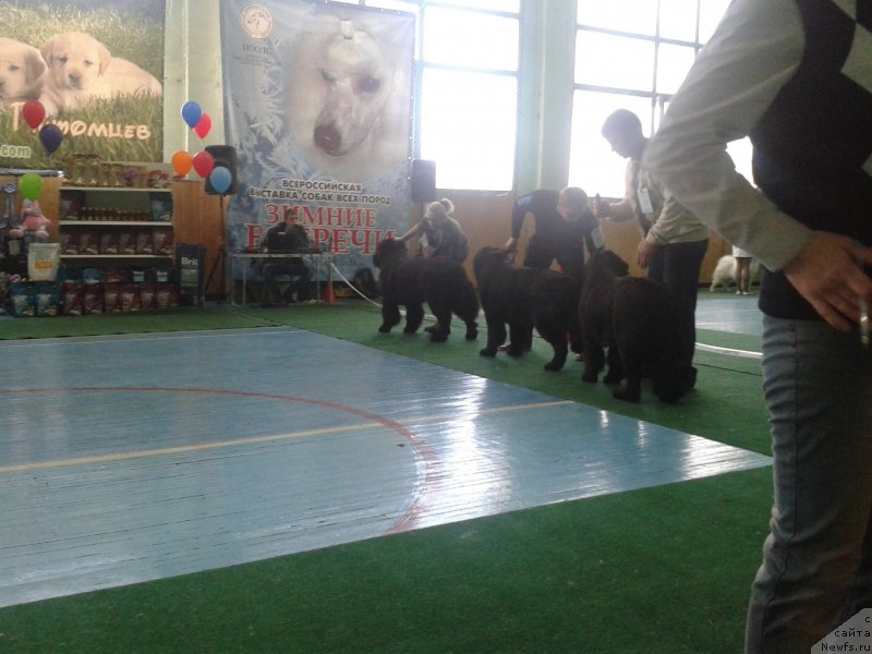 Фото: ньюфаундленд Супер Премиум Мерлин Монро