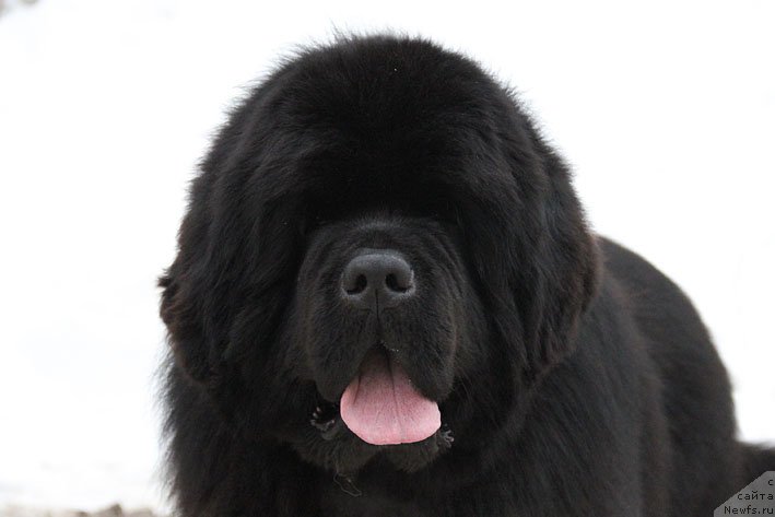 Фото: ньюфаундленд Ценный Кадр с Берега Дона (Tsenny Kadr s Berega Dona)