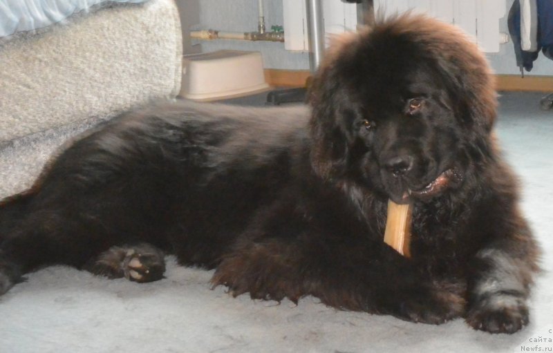 Фото: ньюфаундленд Бегущая по Волнам Есперанто Етуло Чуи