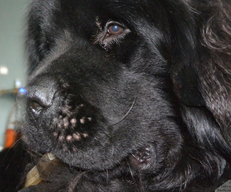 Фото: ньюфаундленд Бегущая по Волнам Есперанто Етуло Чуи