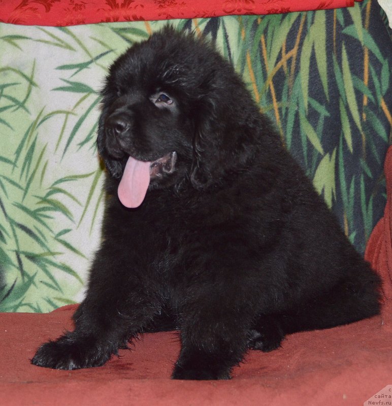 Фото: ньюфаундленд Смигар Уймари Урхо