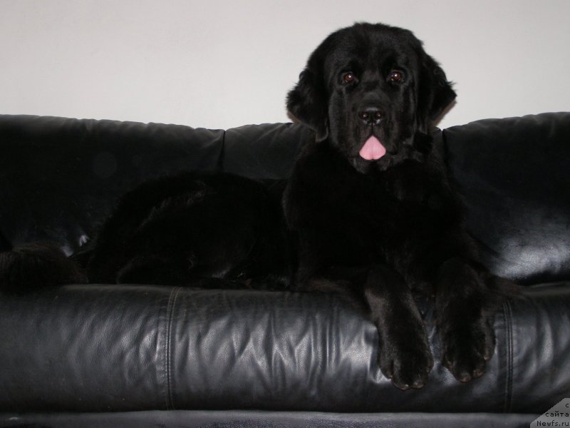 Фото: ньюфаундленд Черная Мафия Маке Тхе Мост оф Нов (Chernaya Mafia Make the Most of Now)