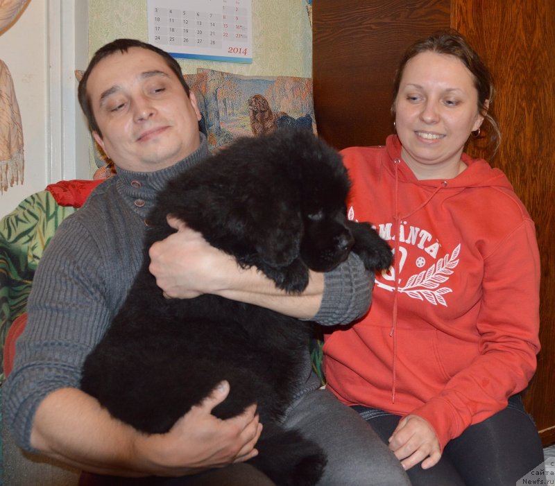 Фото: ньюфаундленд Смигар Уймари Урхо