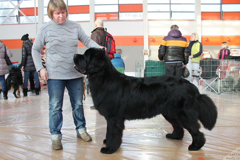 Фото: ньюфаундленд Обуш Шед Вильгельм Тиль