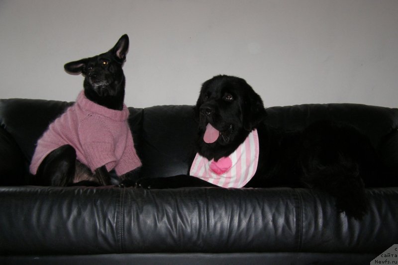 Фото: ньюфаундленд Черная Мафия Маке Тхе Мост оф Нов (Chernaya Mafia Make the Most of Now)