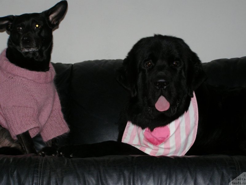 Фото: ньюфаундленд Черная Мафия Маке Тхе Мост оф Нов (Chernaya Mafia Make the Most of Now)