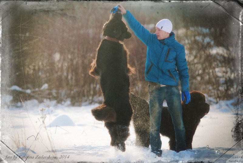 Фото: ньюфаундленд Питерньюф Монт Бланк (Piternyuf Mont Blanc), ньюфаундленд Смигар Ливерпульский Четвертак (Smigar Liverpulsiy Chetvertak)