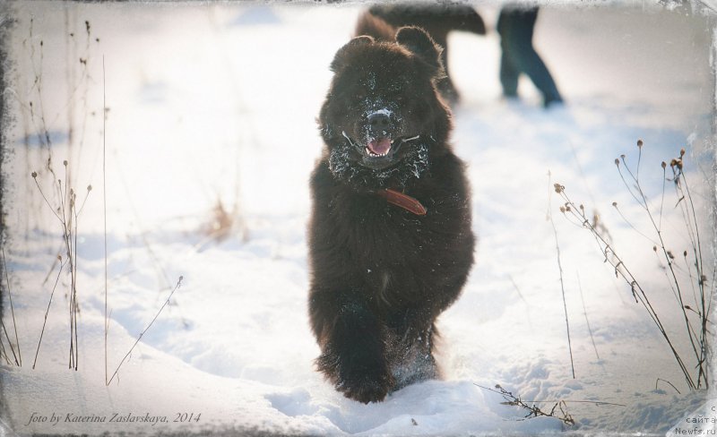 Фото: ньюфаундленд Питерньюф Монт Бланк (Piternyuf Mont Blanc)