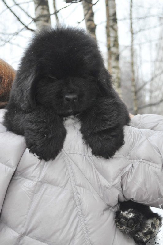 Фото: Бегущая по волнам ФРОЗЕН БЬЮТИ