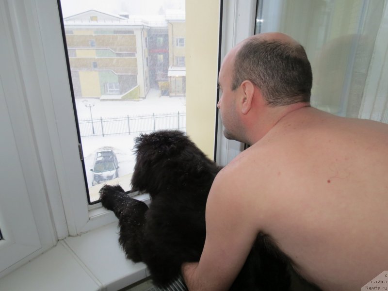 Фото: ньюфаундленд Черный Балу Джонс