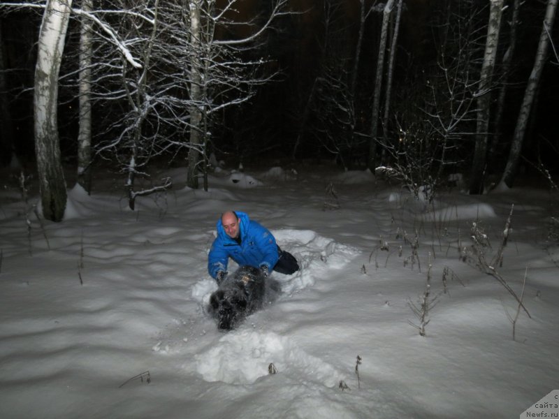 Фото: ньюфаундленд Черный Балу Джонс