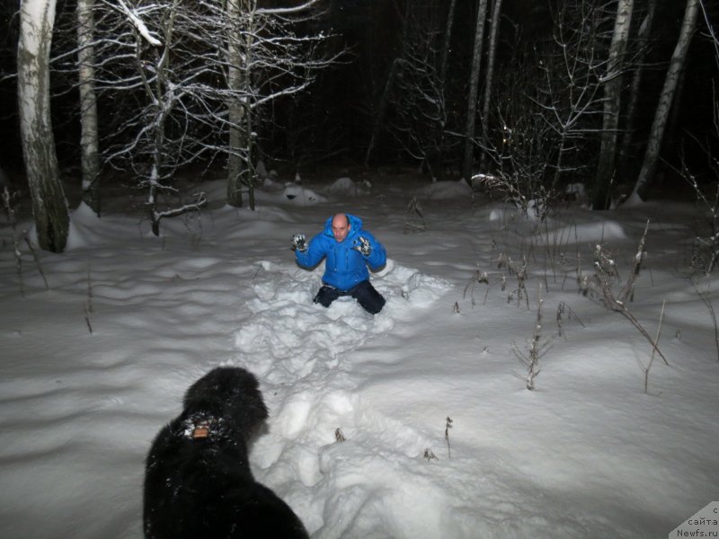Фото: ньюфаундленд Черный Балу Джонс