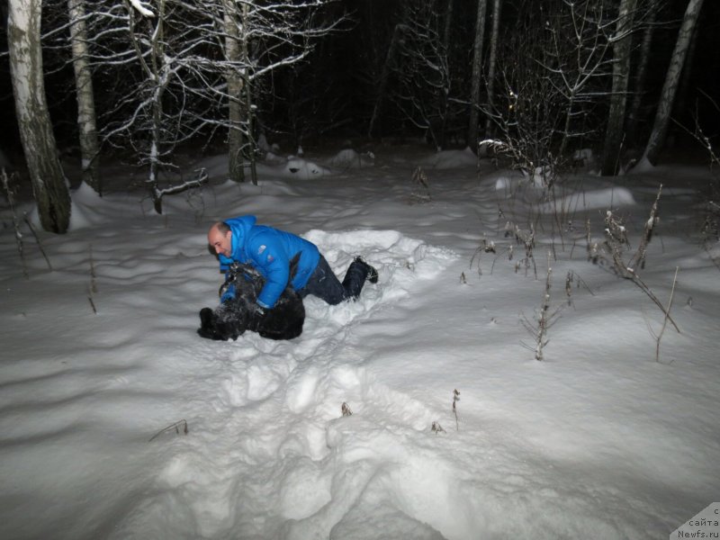 Фото: ньюфаундленд Черный Балу Джонс