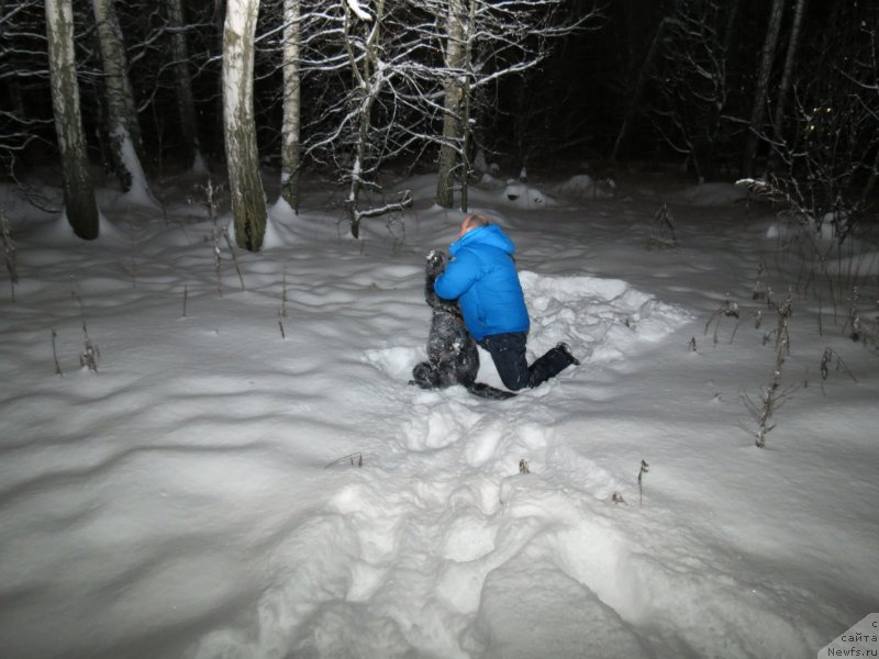 Фото: ньюфаундленд Черный Балу Джонс