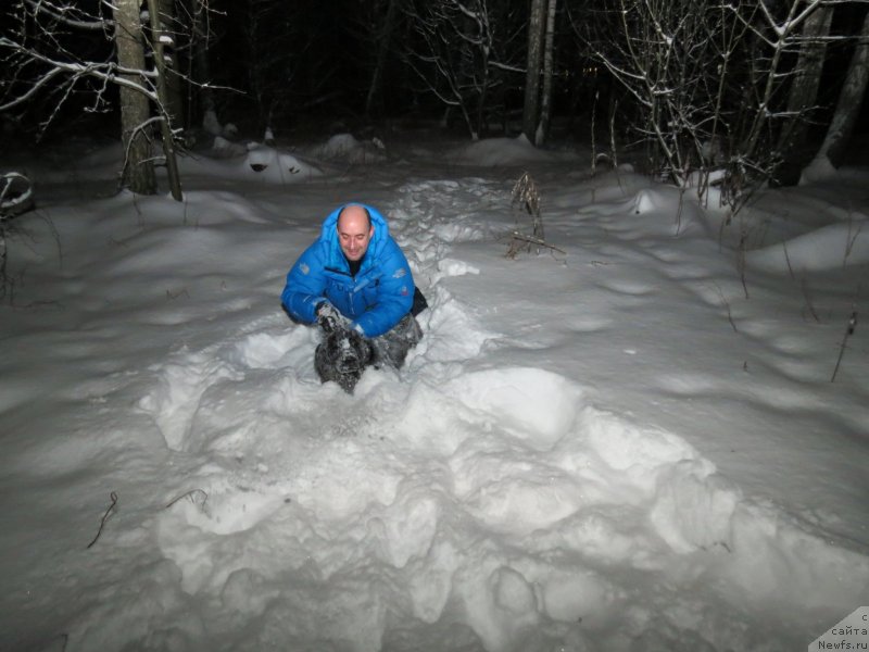 Фото: ньюфаундленд Черный Балу Джонс
