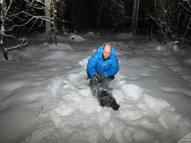 Фото: ньюфаундленд Черный Балу Джонс